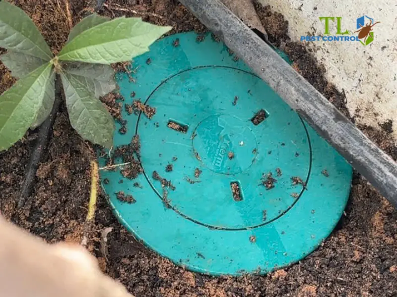 diệt mối quận bình thạnh