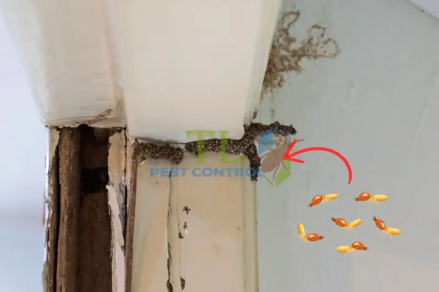 Tác hại của mối ăn tường 