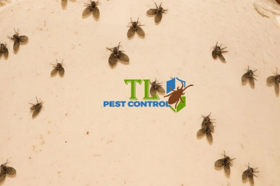 Nguyên nhân ruồi cánh bướm xuất hiện trong không gian của bạn