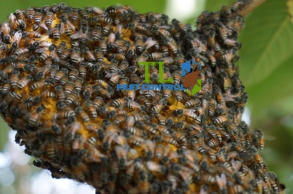 cách diệt ong ruồi