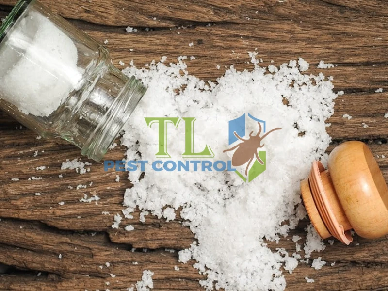 cách diệt mối trong tường nhà