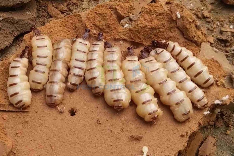 Cách diệt mối chúa trong nhà: xử lý đúng để không bị tái phát