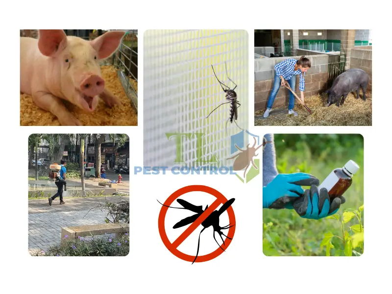 cách diệt muỗi ở chuồng heo