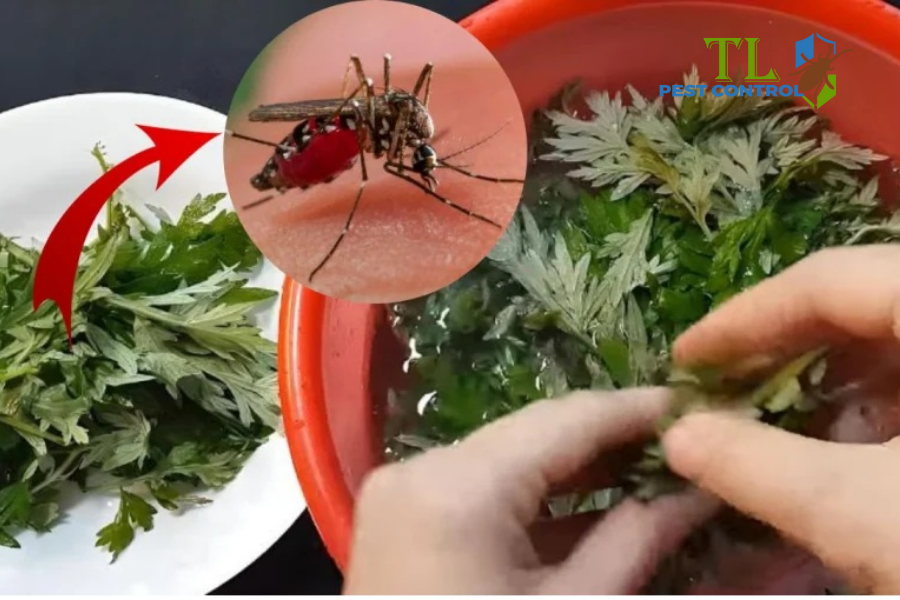 Các cách đuổi muỗi bằng ngải cứu hiệu quả tại nhà