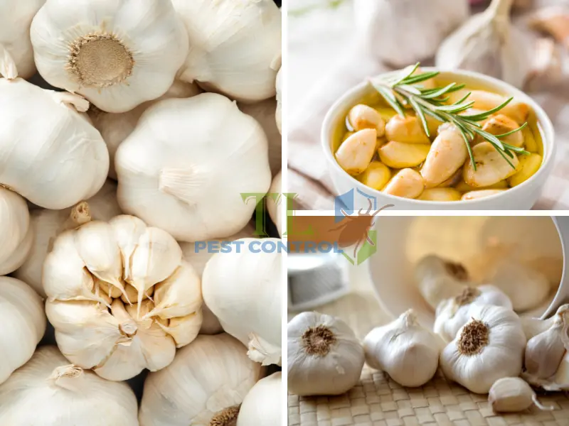 muỗi sợ mùi gì