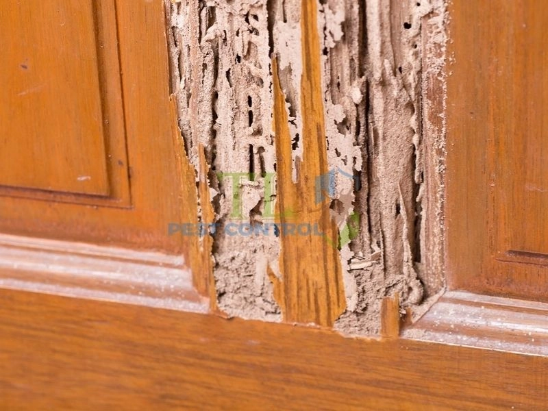 Làm gì khi nghi ngờ nhà đã bị mối phá hoại