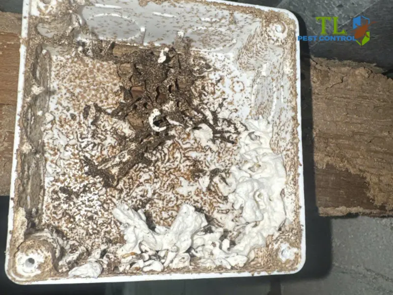 diệt mối tại quận Bình Tân