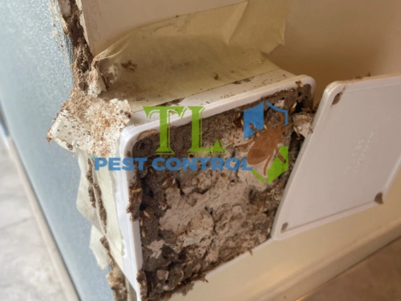 diệt mối cửa gỗ tại nhà diệt mối cửa gỗ tại nhà