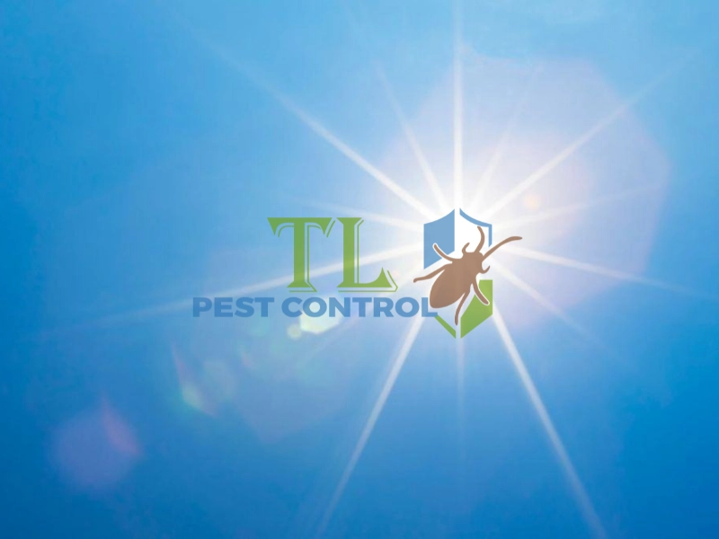 diệt mối cửa gỗ diệt mối cửa gỗ