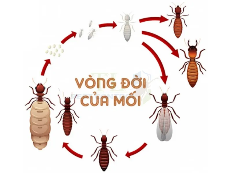 Vòng đời mối chúa