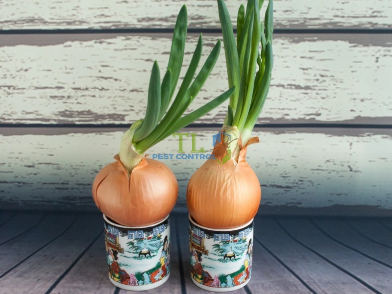 đuổi muỗi bằng hành