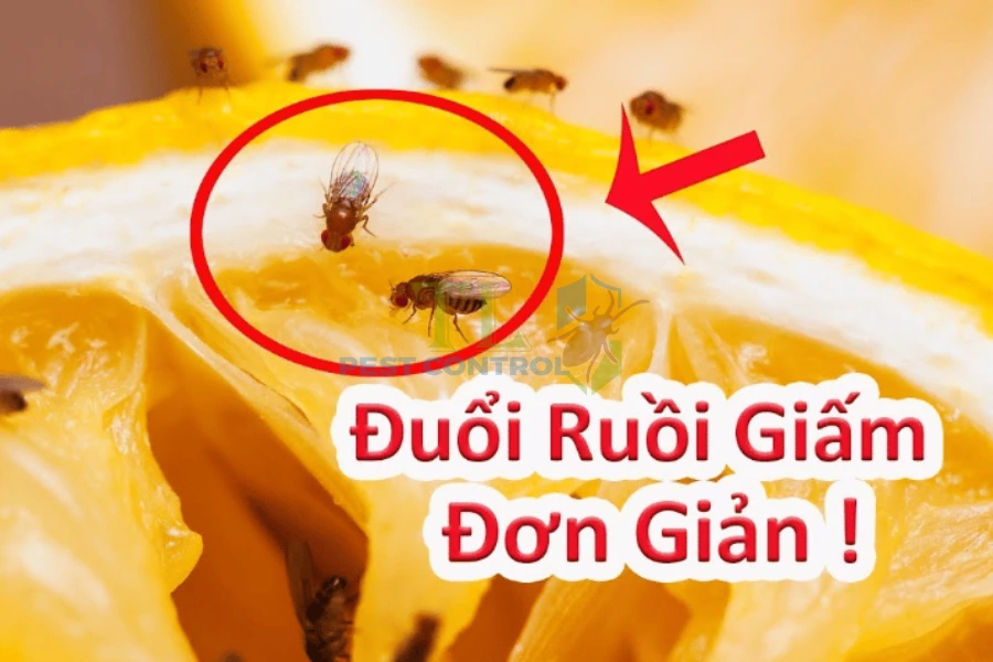 #5+ Cách Diệt Ruồi Giấm Trong Nhà Vệ Sinh Hiệu Quả Nhanh Chóng Nhất