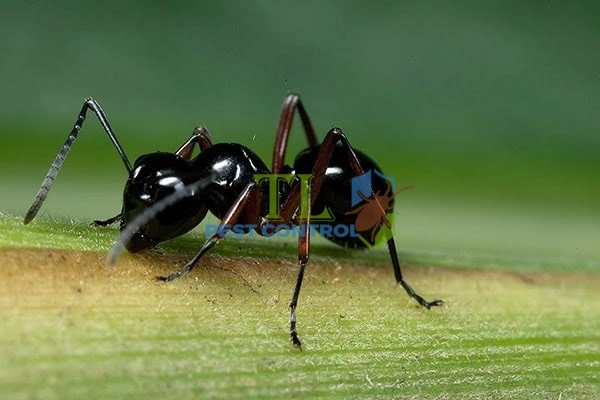 kiến có hại cho cây không