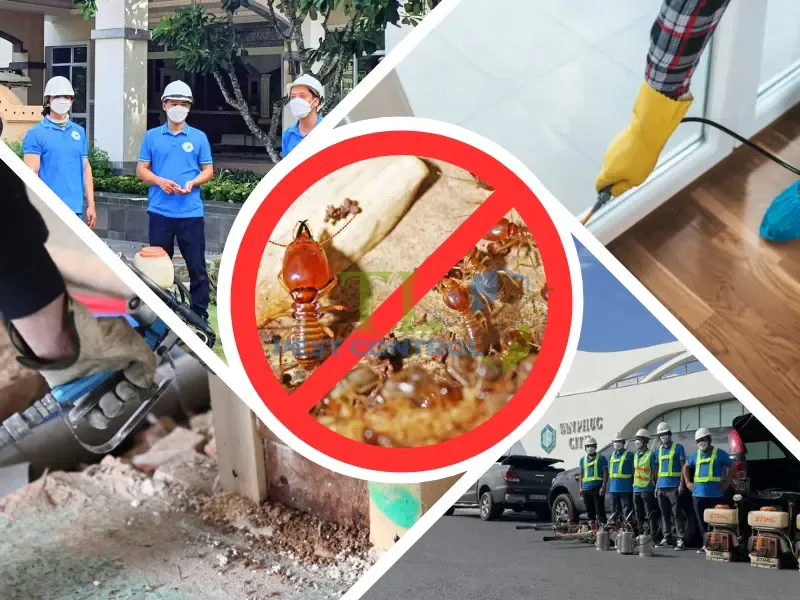 Các phương pháp diệt mối hiệu quả được Trần Long triển khai tại phường Tân Định