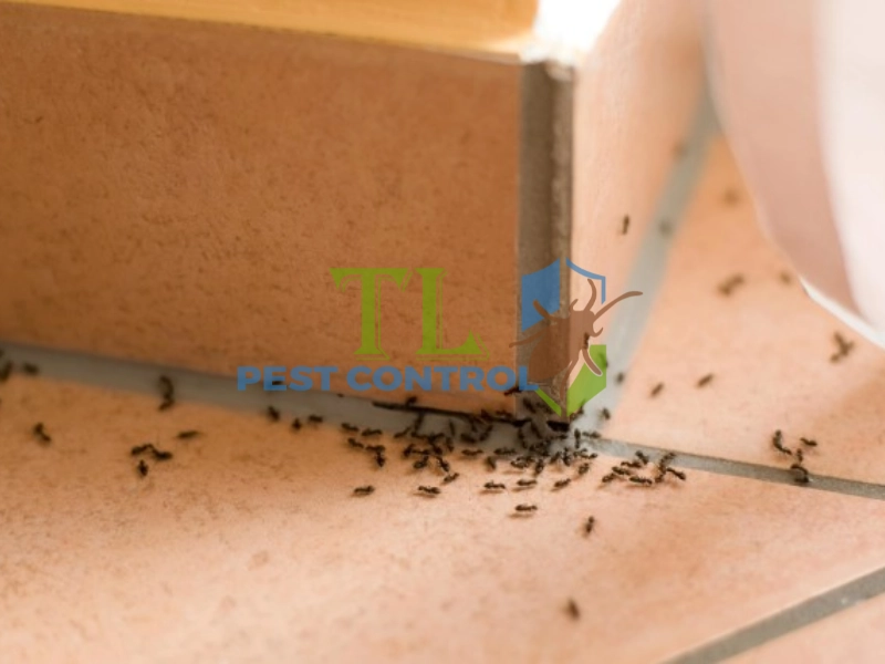 cách bẫy kiến ba khoang