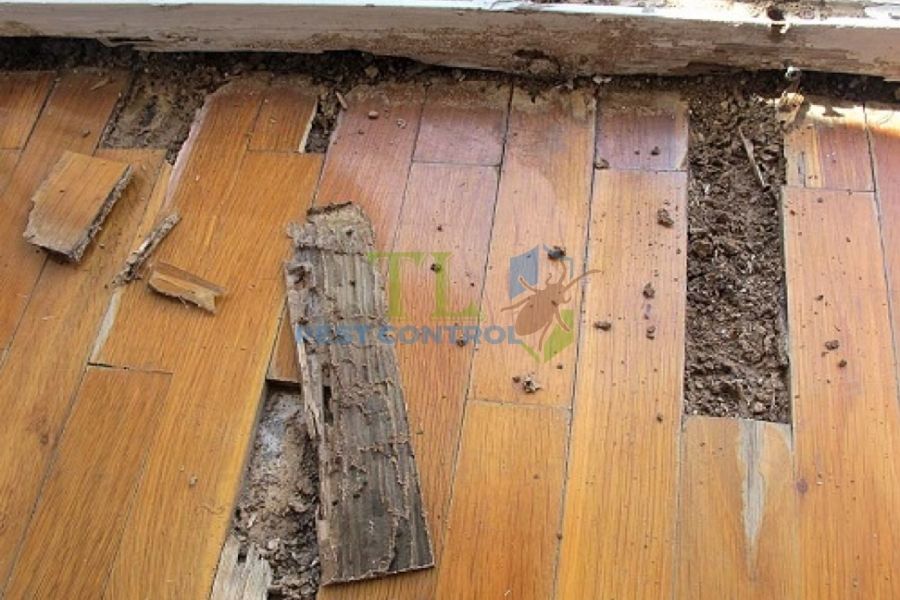 Tác hại của mối đối với công trình và sức khỏe - Hiểm họa lớn