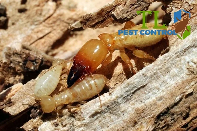 tư vấn diệt mối tư vấn diệt mối