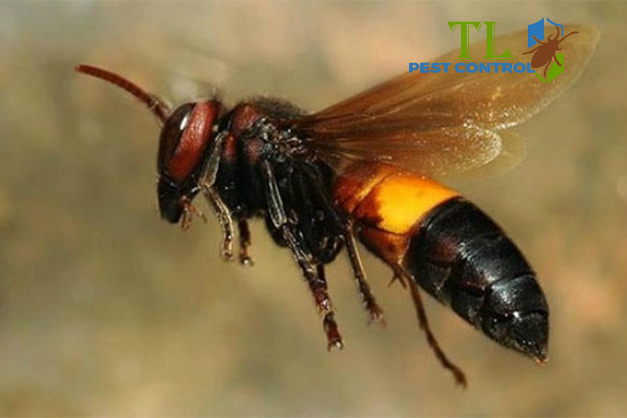 Các Cách Diệt Ong Đất An Toàn, Hiệu Quả Và Nhanh Chóng