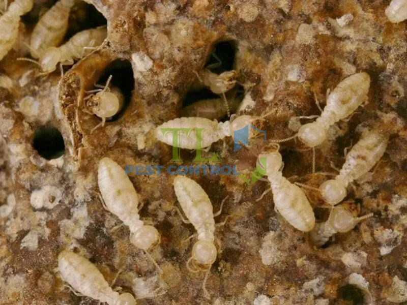 Dấu hiệu nên liên hệ đơn vị diệt mối