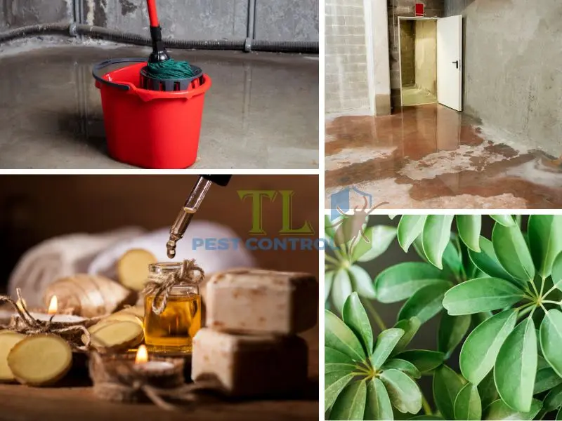 diệt muỗi trong tầng hầm