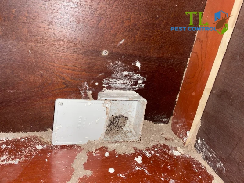 thời gian diệt mối tận gốc