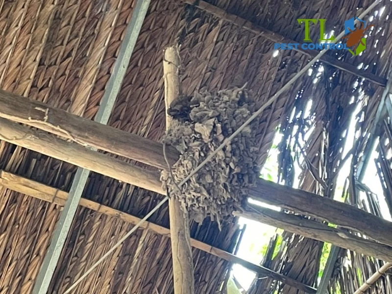 con mối sống ở đâu con mối sống ở đâu
