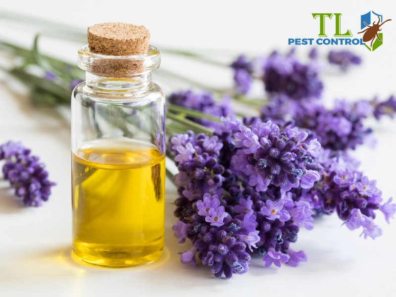 Cách diệt muỗi ngoài vườn bằng cách sử dụng tinh dầu