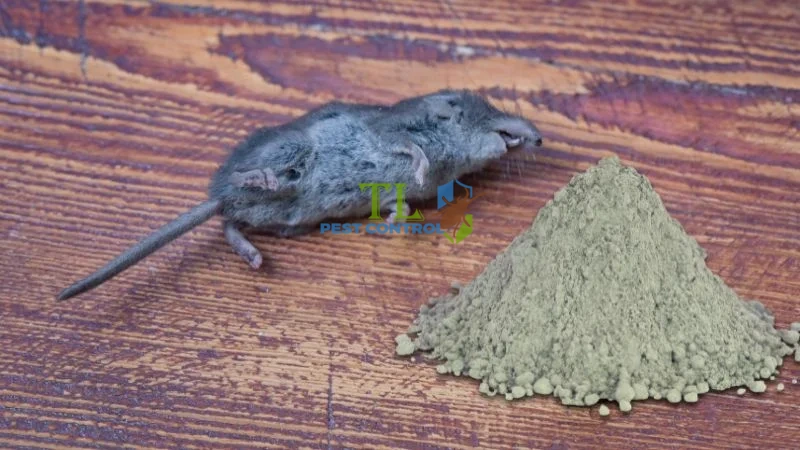 cách diệt chuột bằng xi măng