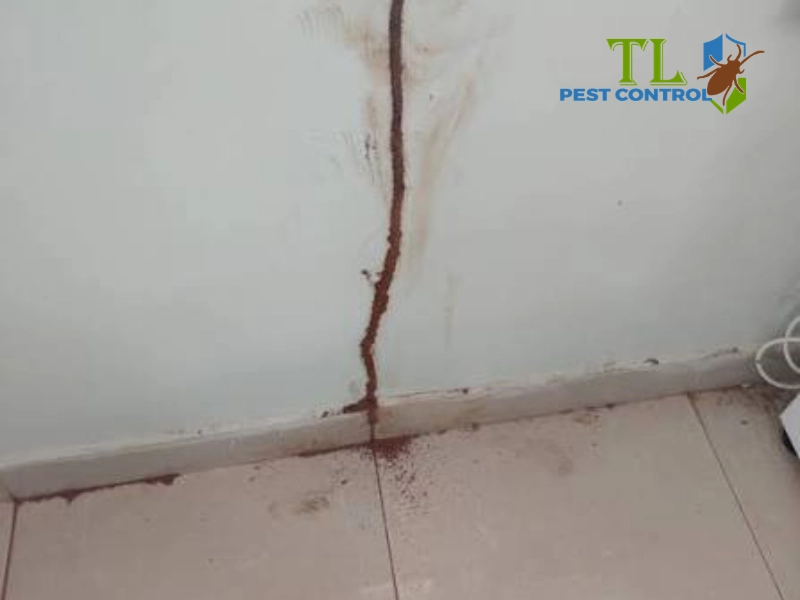diệt mối xong vẫn còn mối