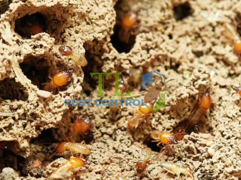 hộp nhử mối có độc không