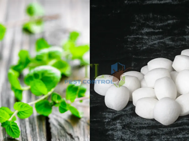 Lưu ý quan trọng khi sử dụng long não đuổi muỗi