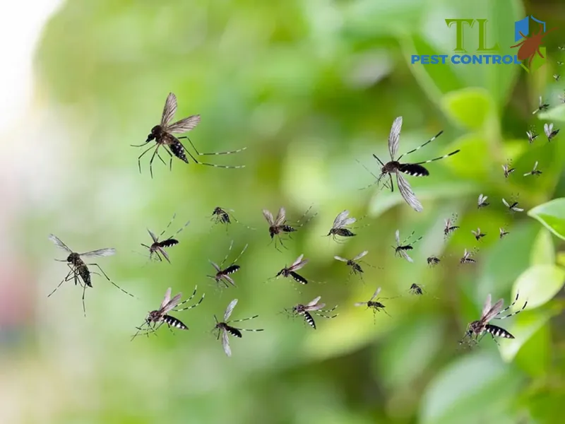 Sử dụng dịch vụ diệt muỗi chuyên nghiệp khi không kiểm soát muỗi bằng các biện pháp thông thường