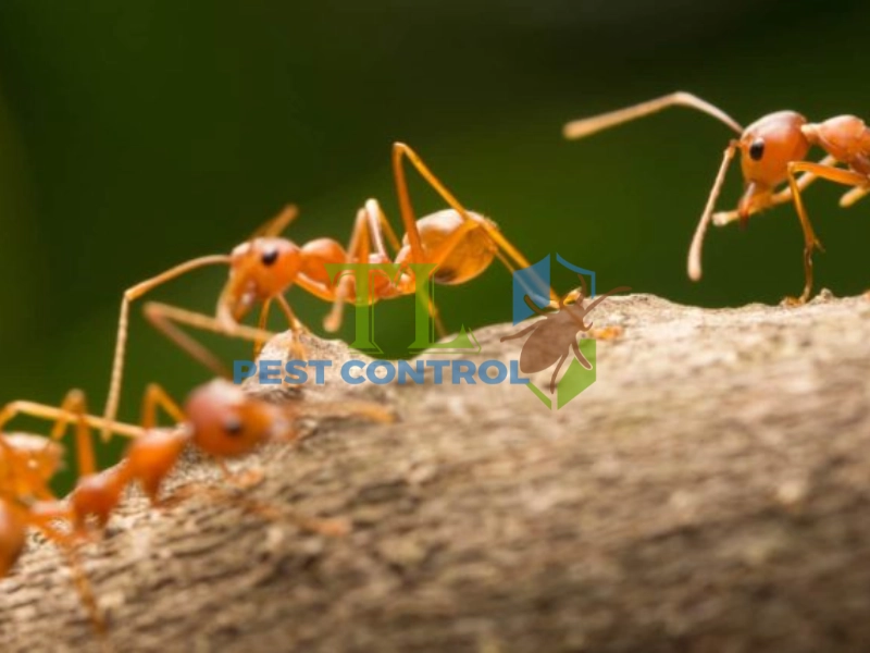 diệt kiến lửa trong đất diệt kiến lửa trong đất
