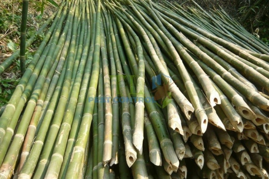 Cách chống mối mọt cho tre nứa bền lâu, dễ áp dụng