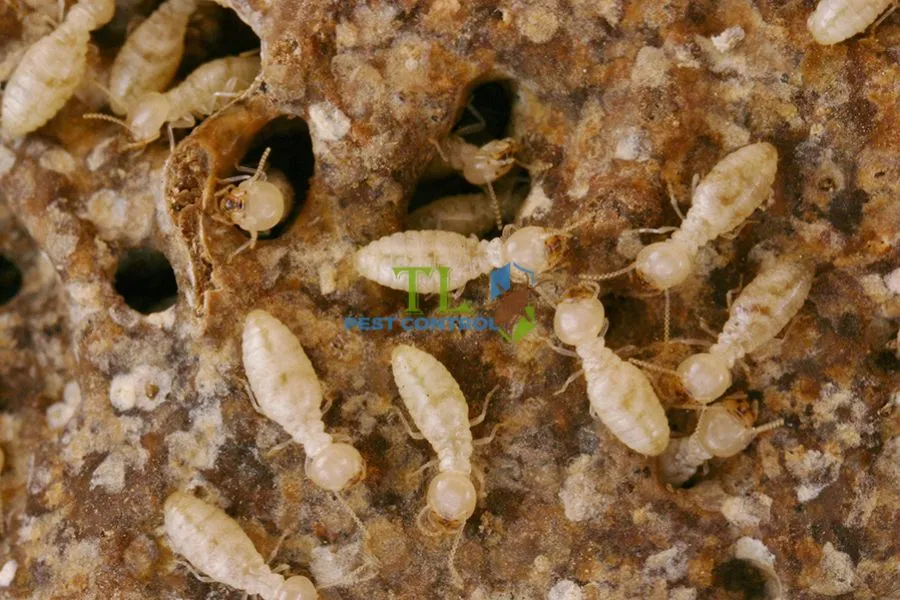 Cấu Trúc Tổ Mối: Nhận Diện Sớm, Phòng Chống Hiệu Quả