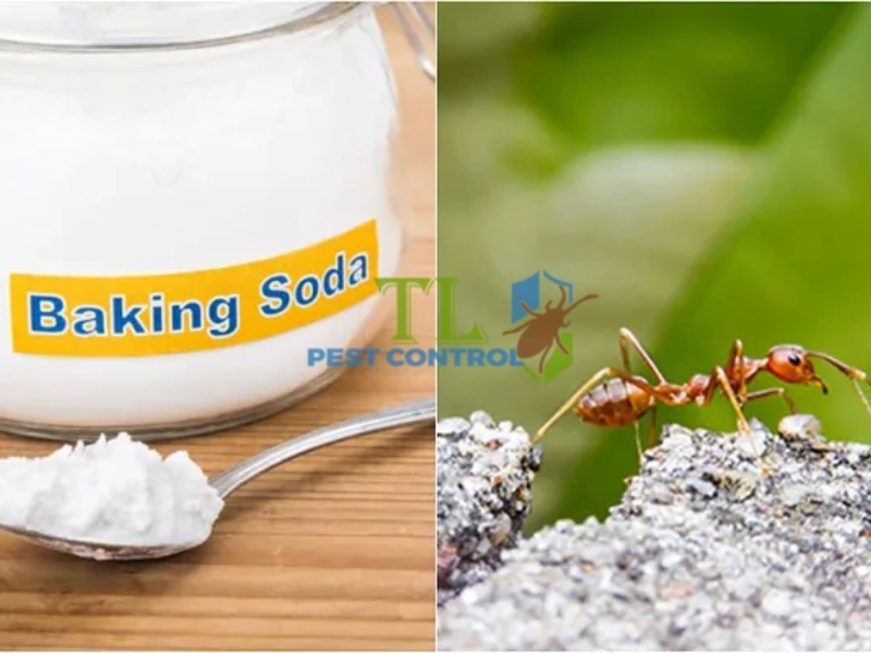 Diệt kiến bằng baking soda