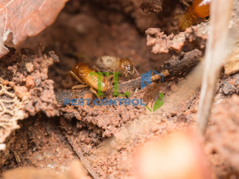 giá diệt mối khách sạn giá diệt mối khách sạn