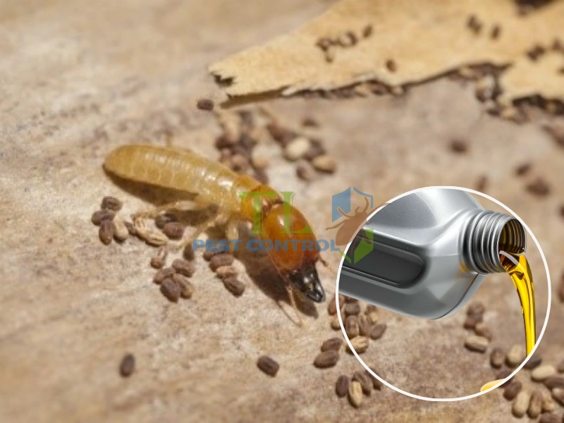 phương pháp diệt mối bằng dầu nhớt