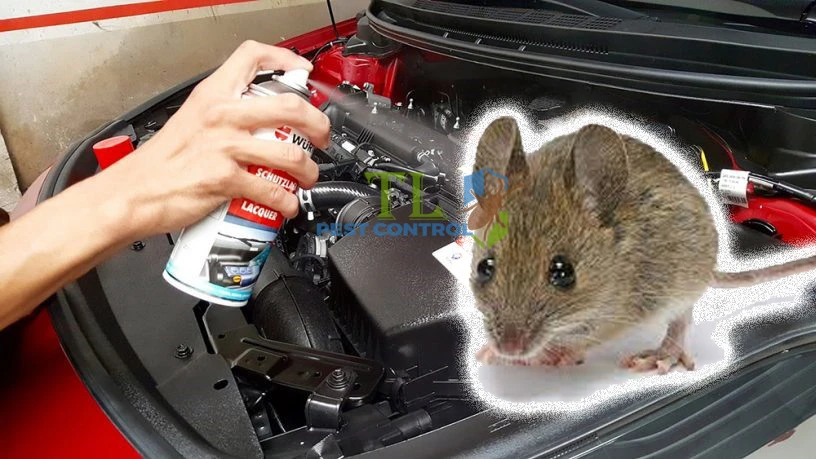 cách diệt chuột trong xe hơi