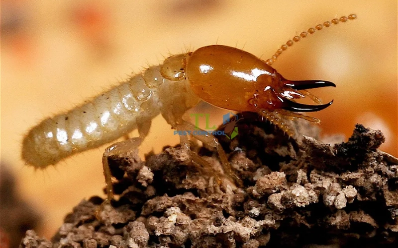 Vị trí của con mối thợ trong xã hội loài mối