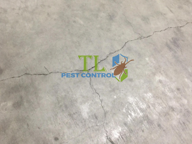  Nguyên nhân kiến bò trên tường và cách phòng ngừa hiệu quả