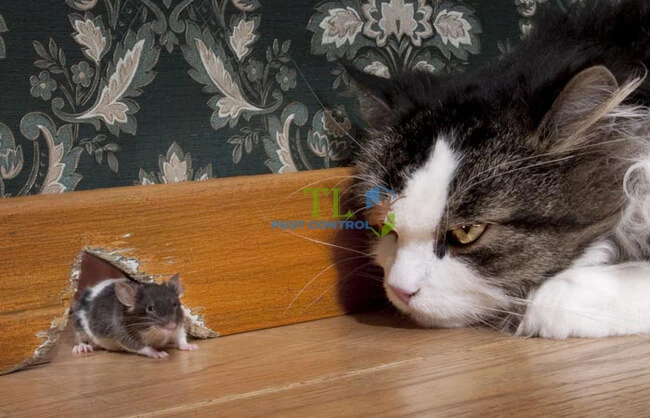 cách diệt chuột hiệu quả