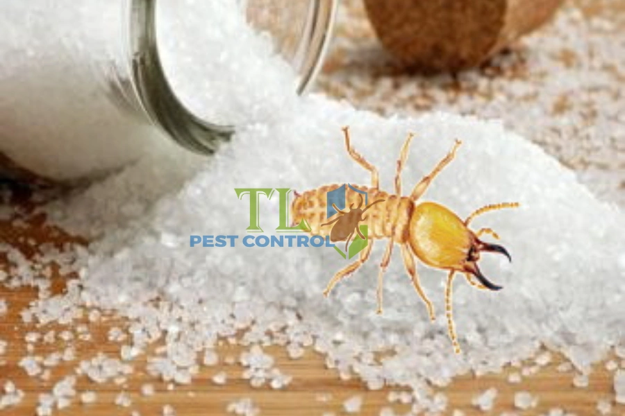 6+ Cách Diệt Mối Trong Tủ Gỗ Tận Gốc, Hiệu Quả, Nhanh Chóng