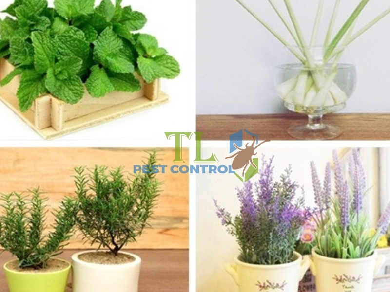 cách đuổi ruồi trong phòng ngủ cách đuổi ruồi trong phòng ngủ