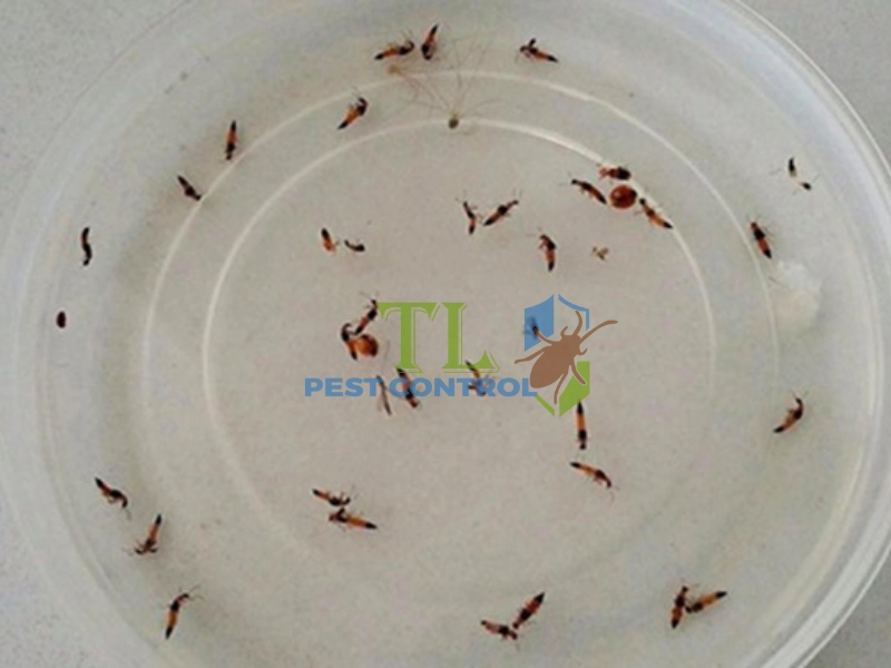 thuốc xịt kiến có độc hại không thuốc xịt kiến có độc hại không