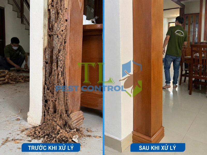 dịch vụ diệt mối quận 7