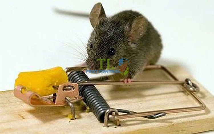 cách diệt chuột trong hang