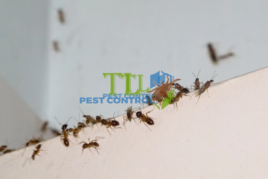 Cách Diệt Kiến Lửa Tại Nhà Tận Gốc, Hiệu Quả Và An Toàn