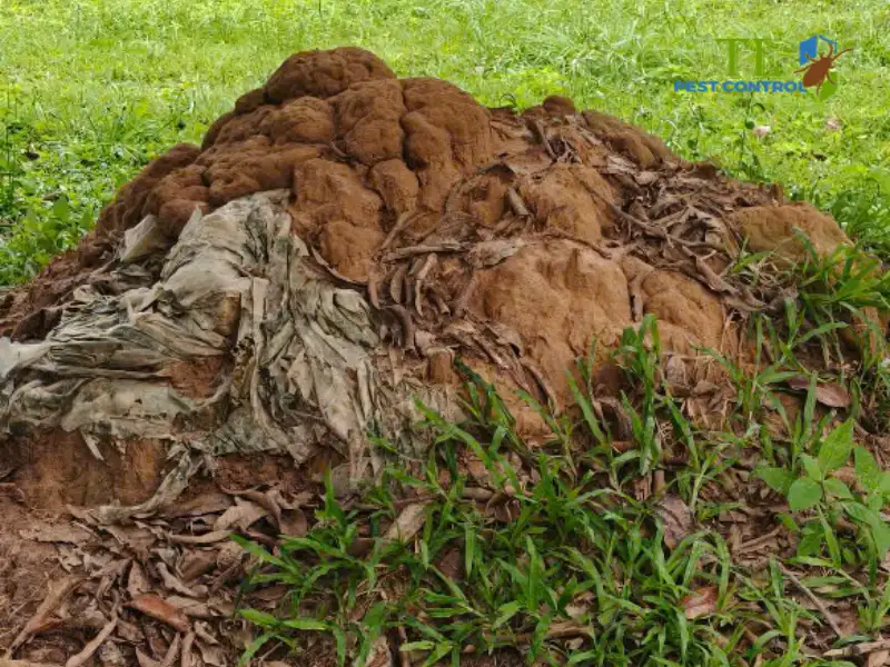 dịch vụ diệt mối tân phú