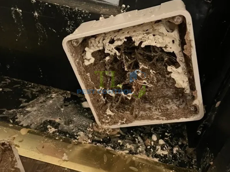 diệt mối giá rẻ